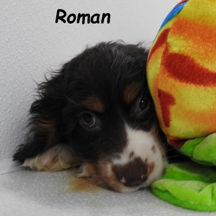 puppy, for, sale, Cocker Spaniel, Joe & Cherri  Overlease, dog, breeder, Miller, MO, dog-breeder, puppy-for-sale, forsale, nearby, find, puppyfind, locator, puppylocator, aca